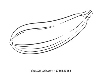 Ink sketch engraving squash isolated on white background. Hand drawn vector illustration. Retro style For vegan products, brochures, restaurant menu, farmers market and organic food store. 