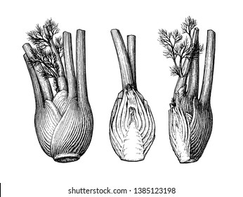 Ink sketch of fennel bulbs isolated on white background. Hand drawn vector illustration. Retro style.