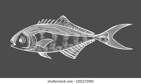 Ink sketch of fish. Hand drawn vector illustration on black background. Retro style.