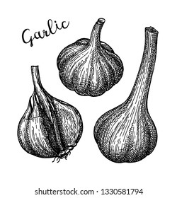 Ink sketch of garlic isolated on white background. Hand drawn vector illustration. Retro style. 