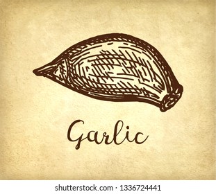 Ink sketch of garlic on old paper background. Hand drawn vector illustration. Retro style.