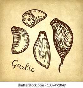 Ink sketch of garlic on old paper background. Hand drawn vector illustration. Retro style.