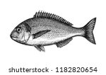 Ink sketch of gilt-head sea bream. Hand drawn vector illustration of fish isolated on white background. Retro style.