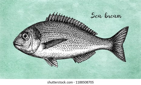 Ink sketch of gilt-head sea bream. Hand drawn vector illustration of fish on old paper background. Retro style.