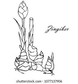 Ink sketch of Ginger plant with leaves, roots. Monochrome design element for web, for print stock vector illustration