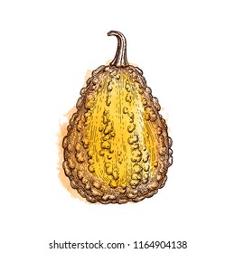 Ink sketch of gourd isolated on white background. Hand drawn watercolor vector illustration. Retro style.