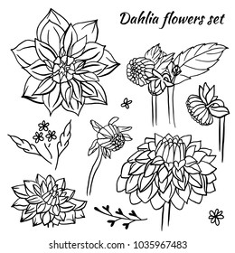 Ink sketch hand drawn set Dahlia flowers. Sketching vector flowers illustration isolated on white background.