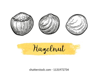 Ink sketch of hazelnut. Hand drawn vector illustration. Isolated on white background. Retro style.
