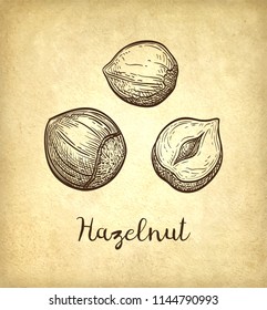 Ink sketch of hazelnut. Hand drawn vector illustration on old paper background. Retro style.