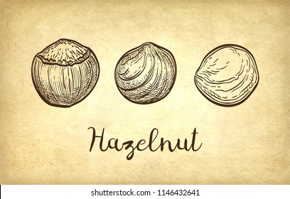 Ink sketch of hazelnut. Hand drawn vector illustration on old paper background. Retro style.
