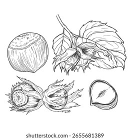 Boceto de tinta de avellana. Ilustración vectorial dibujada a mano. Aislado sobre fondo blanco. Estilo retro.