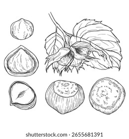 Boceto de tinta de avellana. Ilustración vectorial dibujada a mano. Aislado sobre fondo blanco. Estilo retro.