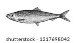 Ink sketch of herring. Hand drawn vector illustration of fish isolated on white background. Retro style.