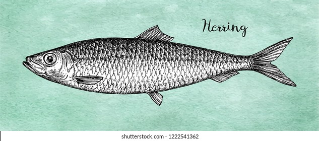 Ink sketch of herring. Hand drawn vector illustration of fish on old paper background. Retro style.