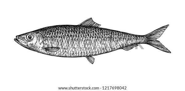 ニシンのインクスケッチ 白い背景に魚の手描きのベクターイラスト レトロなスタイル のベクター画像素材 ロイヤリティフリー