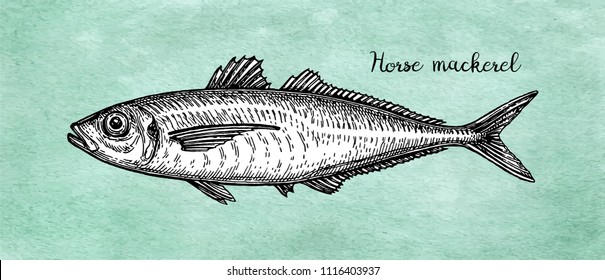 Ink sketch of horse mackerel. Hand drawn vector illustration of fish on old paper background. Retro style.
