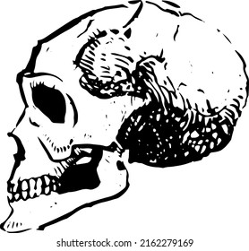 Ink sketch of human skull. Vector illustration. Isolated on white background.