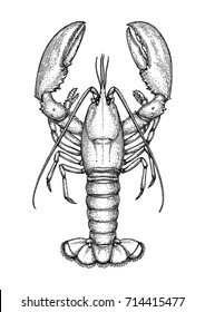 Ink sketch of lobster. Isolated on white background. Hand drawn vector illustration. Retro style.
