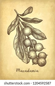 Ink sketch of Macadamia branch. Hand drawn vector illustration of nut on old paper background. Retro style.