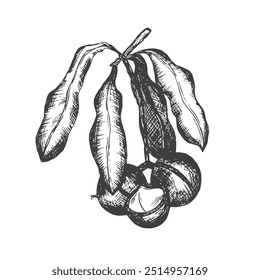 Ink sketch of Macadamia branch. Hand drawn vector illustration of nut. Isolated on white background. Retro style.