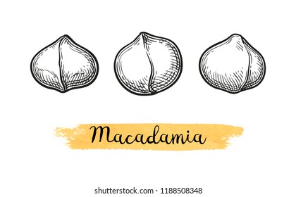 Ink sketch of Macadamia. Hand drawn vector illustration of nut. Isolated on white background. Retro style.