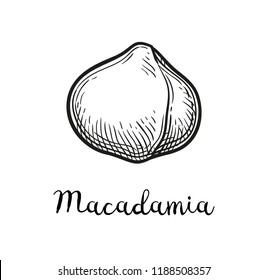 Ink sketch of Macadamia. Hand drawn vector illustration of nut. Isolated on white background. Retro style.