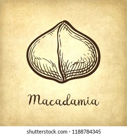 Ink sketch of Macadamia. Hand drawn vector illustration of nut on old paper background. Retro style.