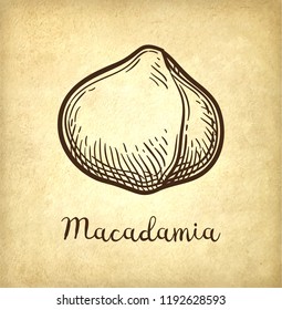 Ink sketch of Macadamia. Hand drawn vector illustration of nut on old paper background. Retro style.