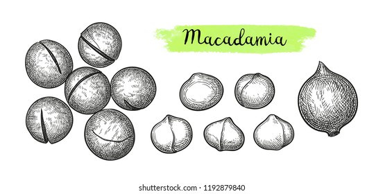 Ink sketch of Macadamia. Hand drawn vector illustration of nut. Isolated on white background. Retro style.