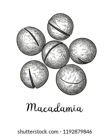 Ink sketch of Macadamia. Hand drawn vector illustration of nut. Isolated on white background. Retro style.