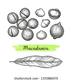 Ink sketch of Macadamia. Hand drawn vector illustration of nut. Isolated on white background. Retro style.
