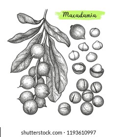 Ink sketch of Macadamia. Hand drawn vector illustration of nut. Isolated on white background. Retro style.