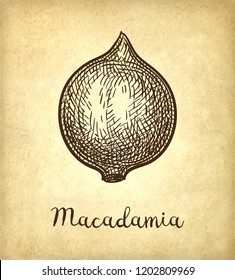 Ink sketch of Macadamia. Hand drawn vector illustration of nut on old paper background. Retro style.