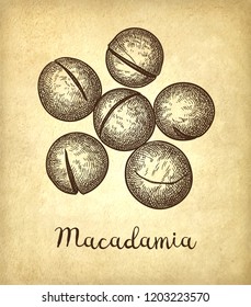 Ink sketch of Macadamia. Hand drawn vector illustration of nut on old paper background. Retro style.