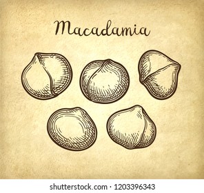 Ink sketch of Macadamia. Hand drawn vector illustration of nut on old paper background. Retro style.