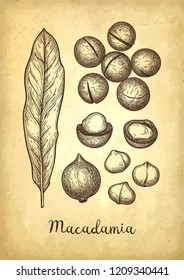 Ink sketch of Macadamia. Hand drawn vector illustration of nut on old paper background. Retro style.