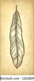 Ink sketch of Macadamia leaf. Hand drawn vector illustration on old paper background. Retro style.