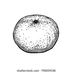 Ink sketch of mandarin orange. Isolated on white background. Hand drawn vector illustration. Retro style.
