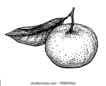 Ink sketch of mandarin orange. Isolated on white background. Hand drawn vector illustration. Retro style.