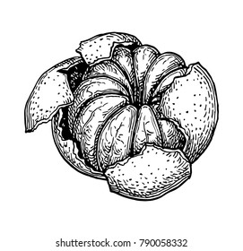 Ink sketch of mandarin orange without peel. Isolated on white background. Hand drawn vector illustration. Retro style.