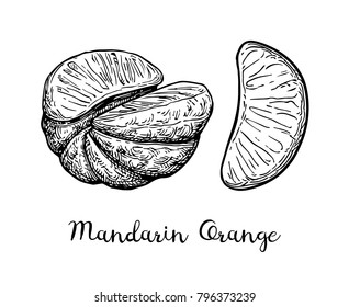 Ink sketch of mandarin orange without peel. Isolated on white background. Hand drawn vector illustration. Retro style.