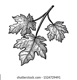 Ink sketch of maple branch. Three leaves. Hand drawn vector illustration isolated on white background. Retro style.