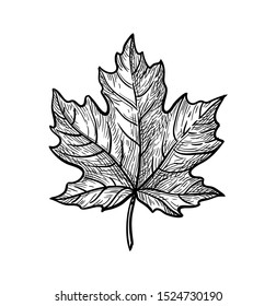 Ink sketch of maple leaf. Hand drawn vector illustration isolated on white background. Retro style.