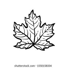 Ink sketch of maple leaf. Hand drawn vector illustration isolated on white background. Retro style.