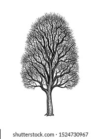 Ink sketch of Maple without leaves. Winter tree. Hand drawn vector illustration isolated on white background. Retro style.