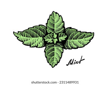 Ink sketch of mint branch. Mint leaves engraving green color. Hand drawn vector illustration.