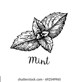 Ink sketch of mint. Isolated on white background. Hand drawn vector illustration. Retro style.