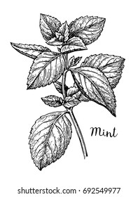 Ink sketch of mint. Isolated on white background. Hand drawn vector illustration. Retro style.