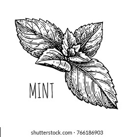 Mint Leaf Vector Art & Graphics