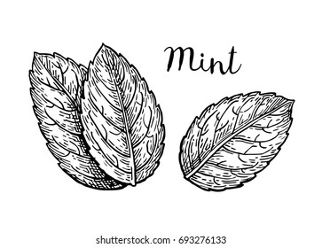 Ink sketch of mint leaves. Isolated on white background. Hand drawn vector illustration. Retro style.